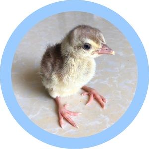 Meet your Posher, Nadia